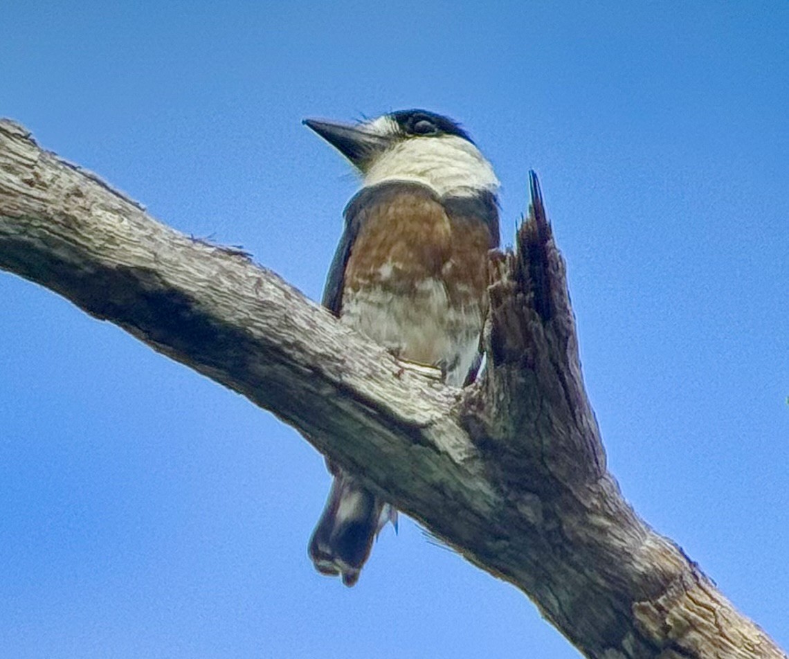 Brown-banded Puffbird - ML629768970