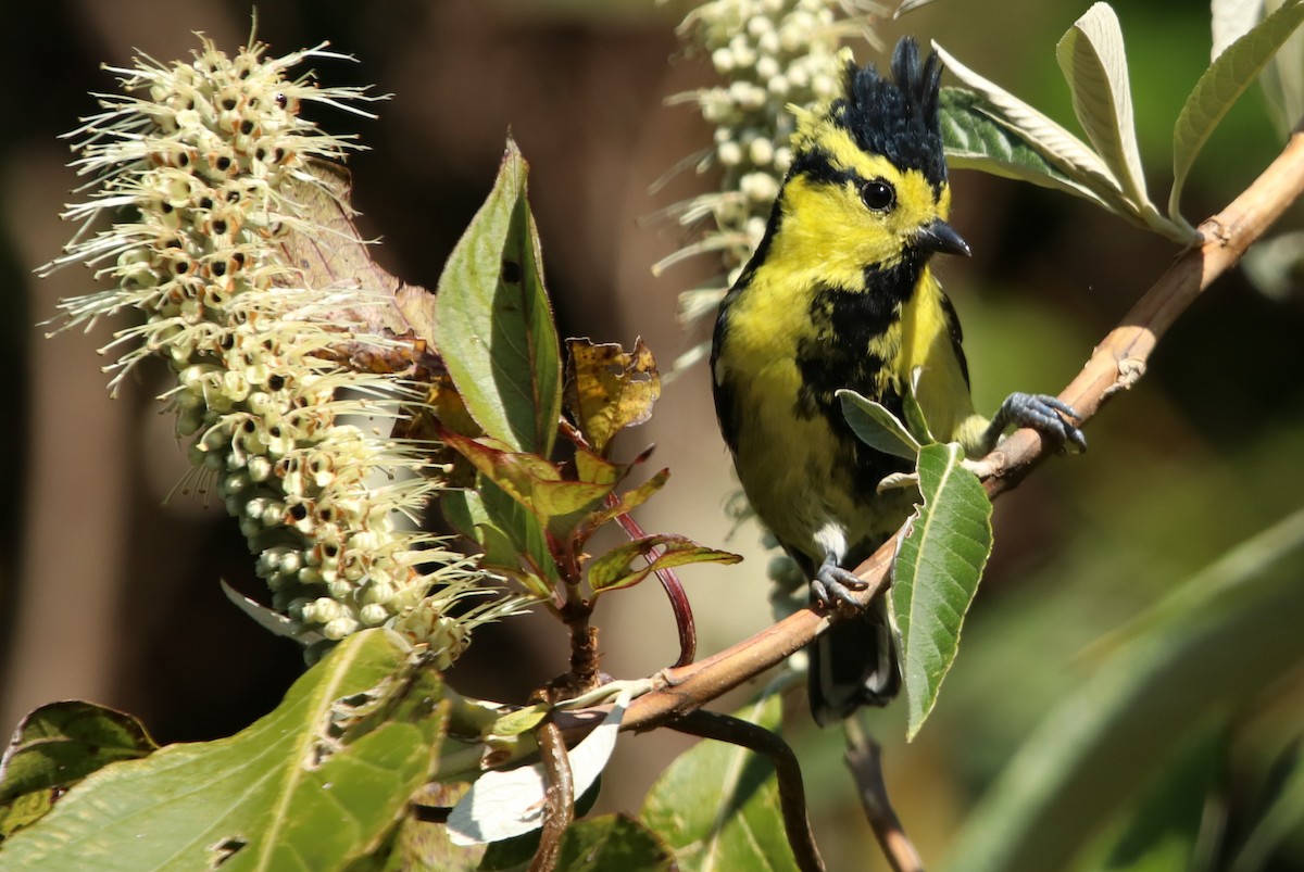 sýkora žlutolící - ML629768988