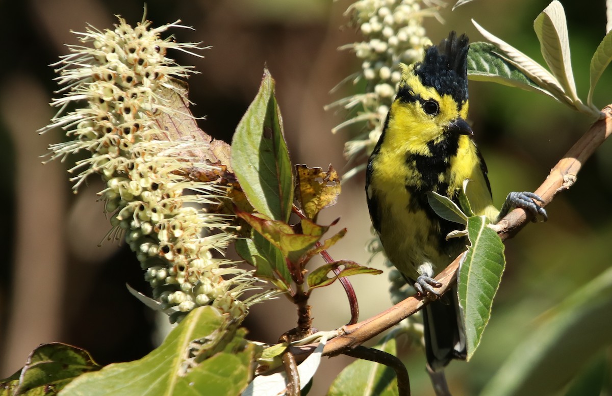 sýkora žlutolící - ML629769019