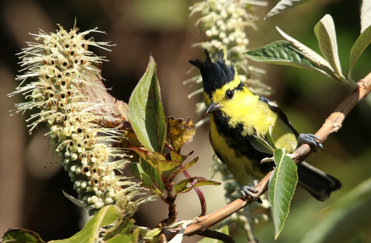 sýkora žlutolící - ML629769040