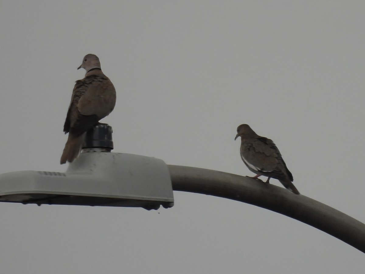 White-winged Dove - ML629769059