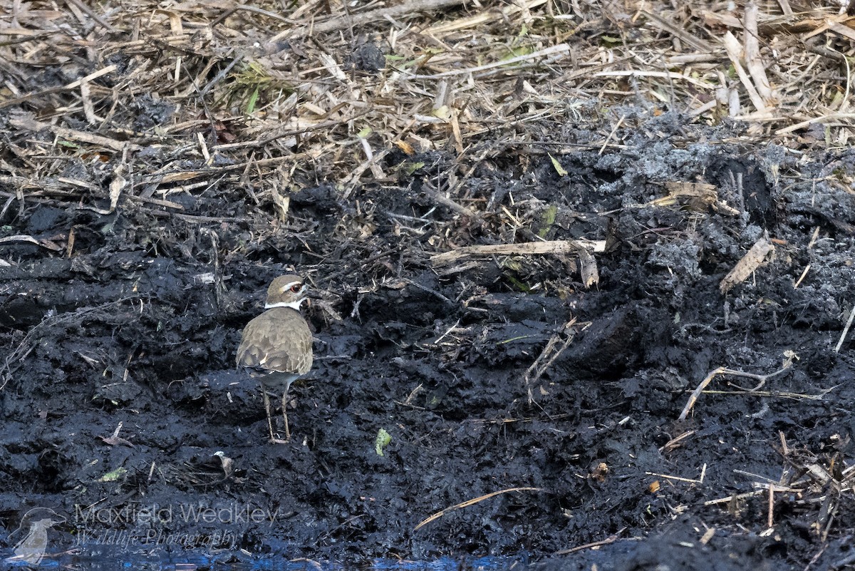 Killdeer - ML629769079