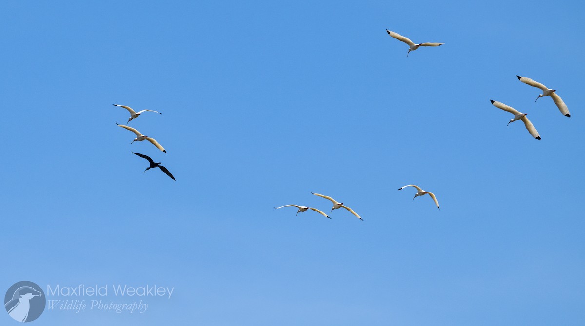 White Ibis - ML629769090