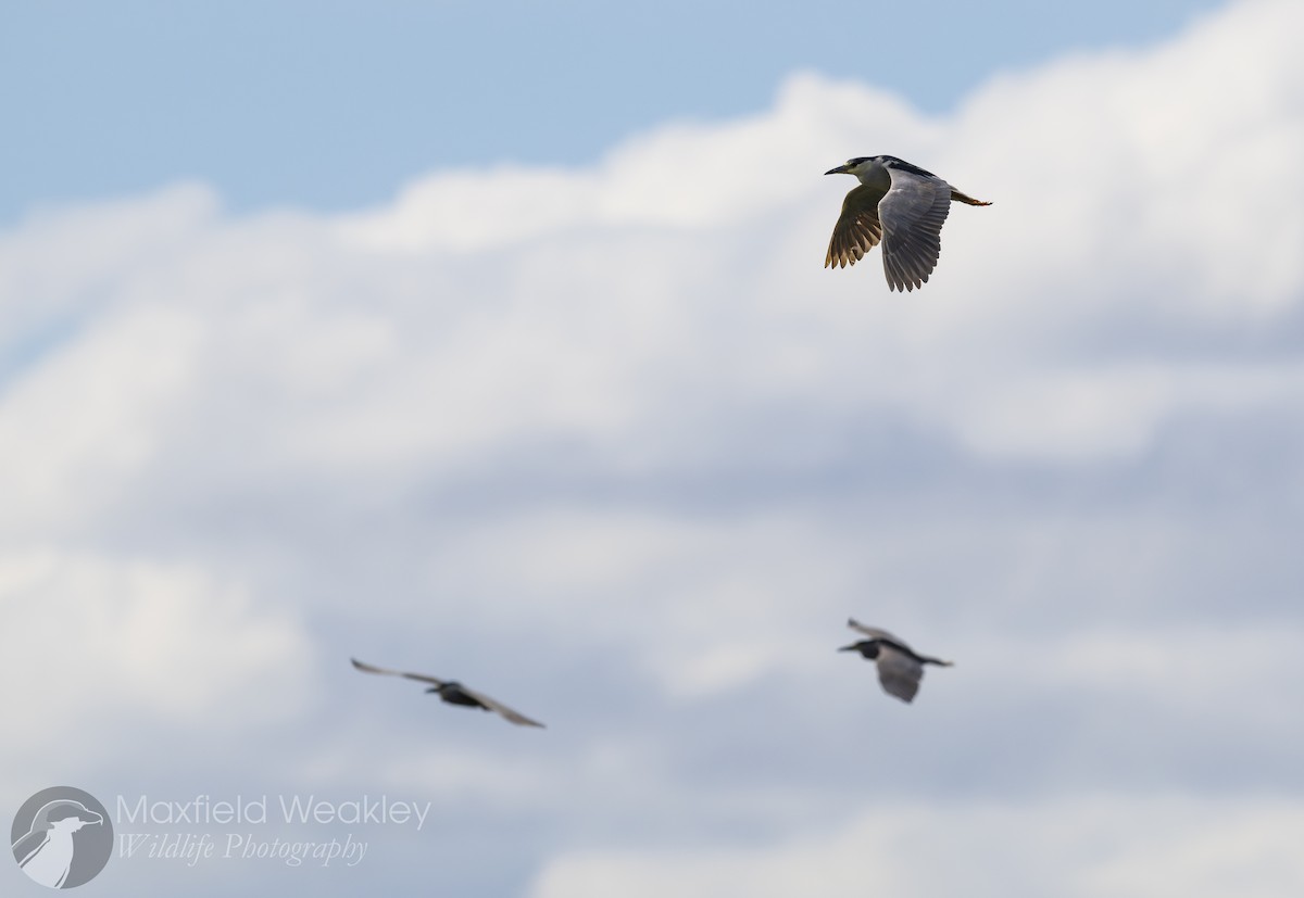 Black-crowned Night Heron - ML629769099