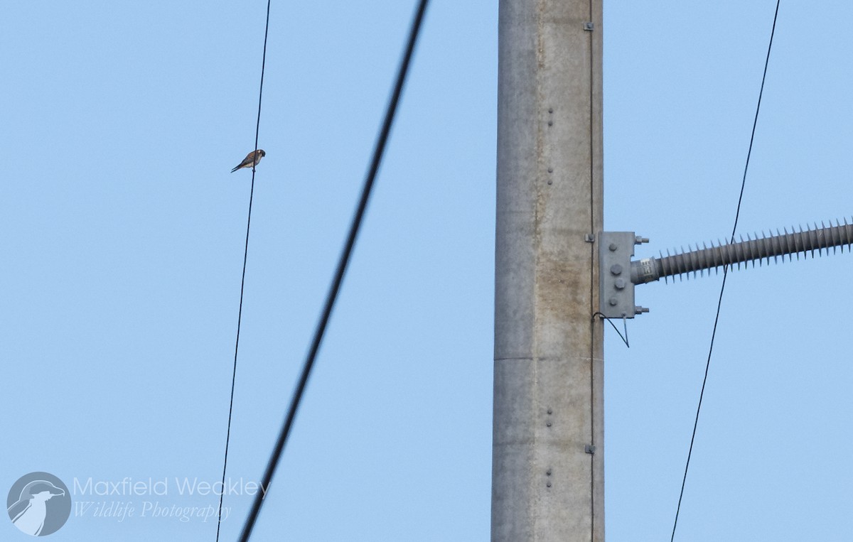 American Kestrel - ML629769113
