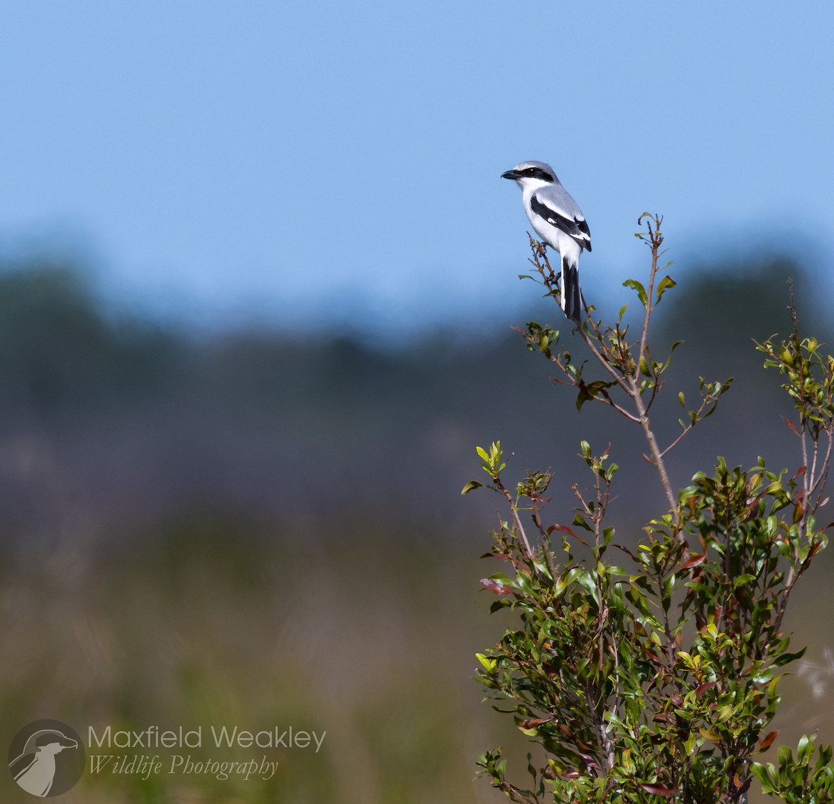 Loggerhead Shrike - ML629769121