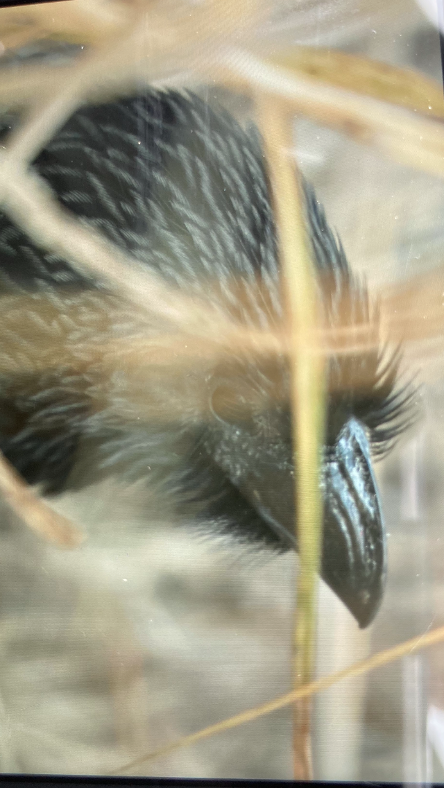 Groove-billed Ani - ML629769197