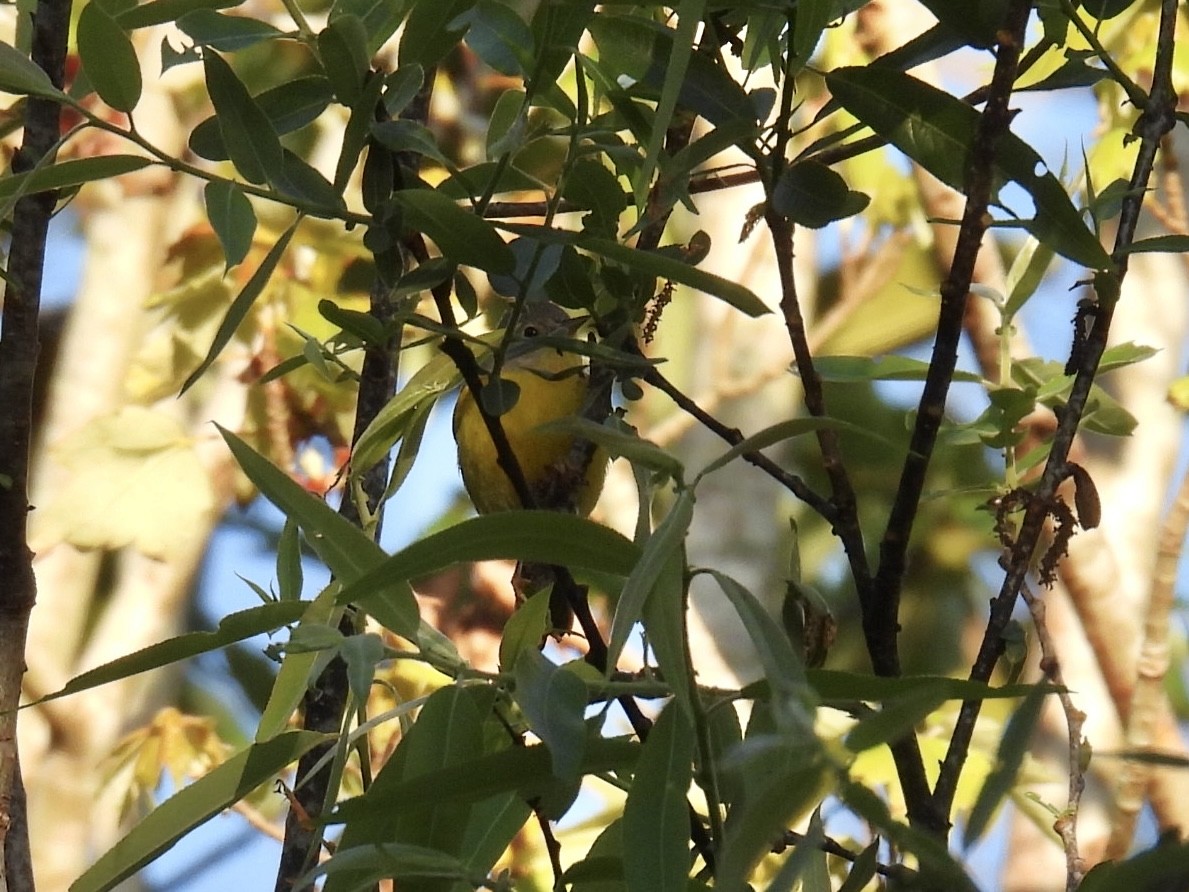 Nashville Warbler - ML629769223