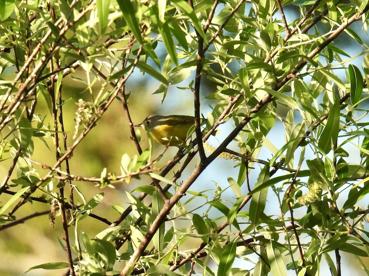 Nashville Warbler - ML629769224