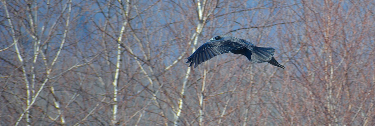 ワタリガラス - ML629769236