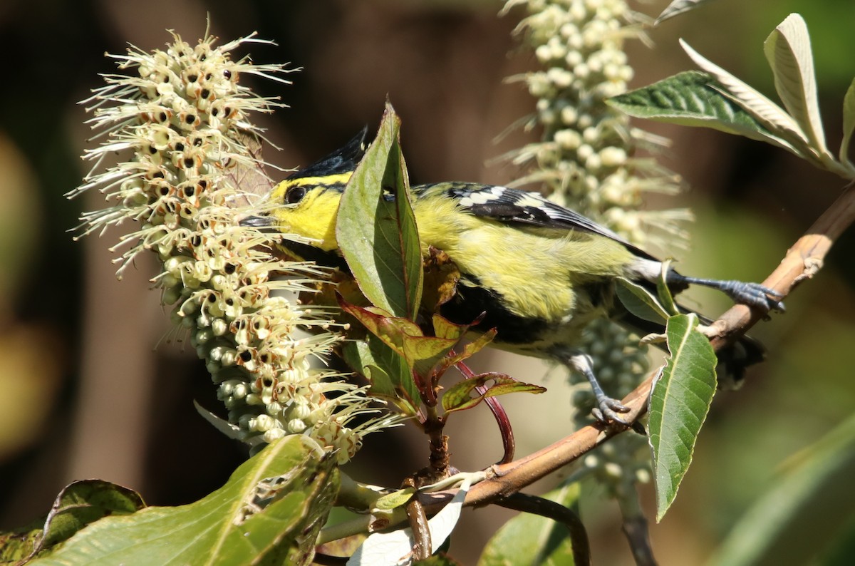 sýkora žlutolící - ML629769258