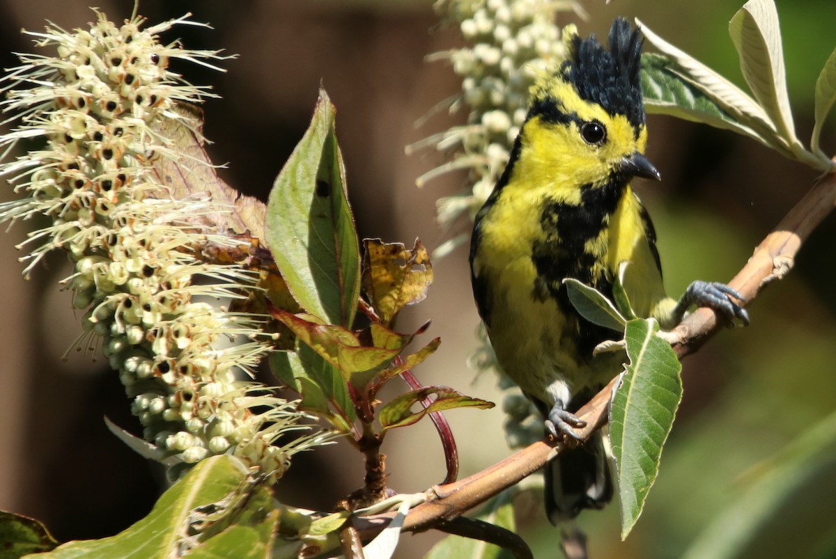 sýkora žlutolící - ML629769263