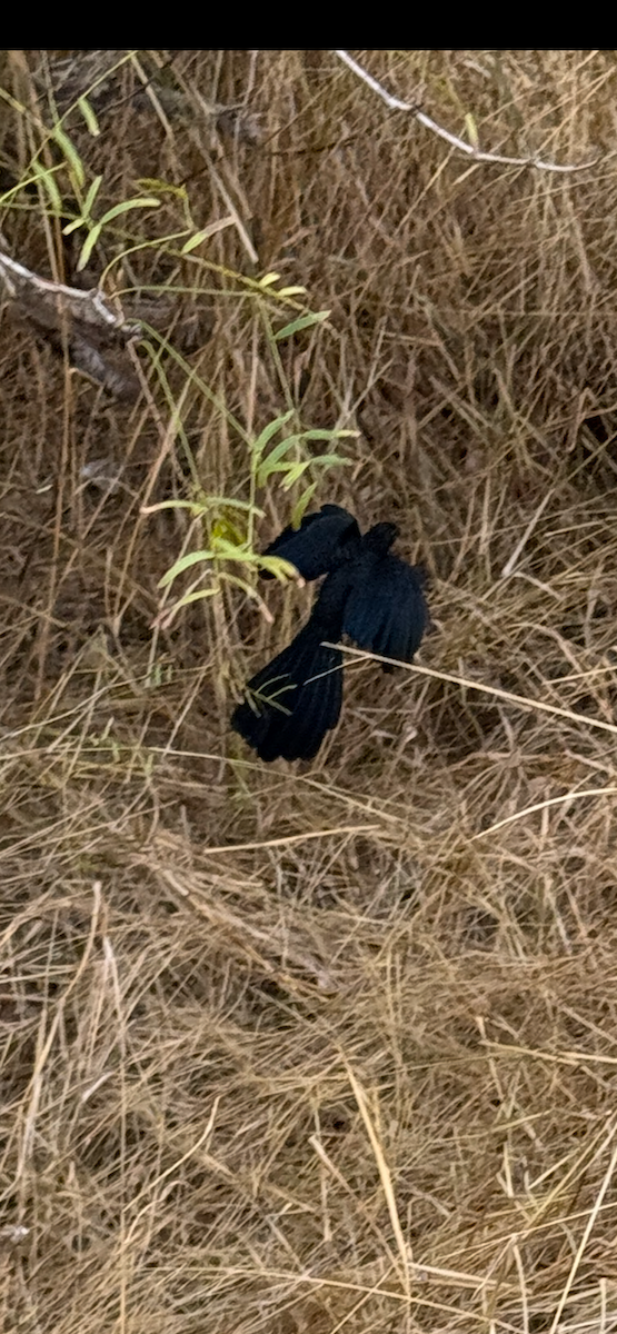 Groove-billed Ani - ML629769323