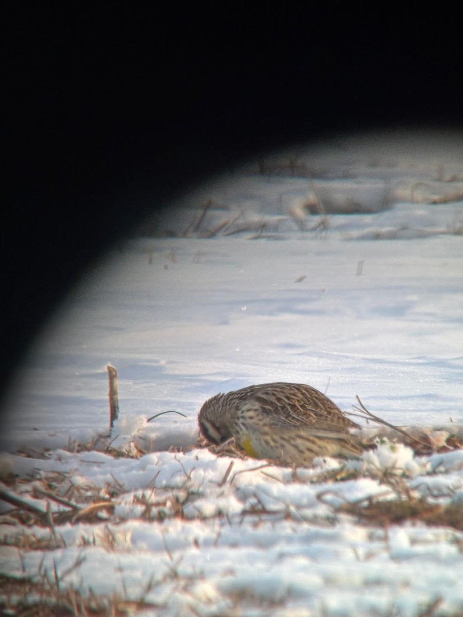 Western Meadowlark - ML629769411