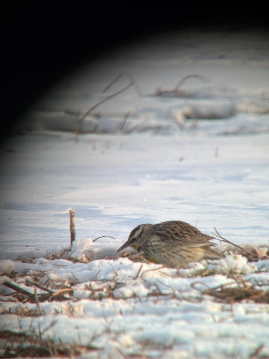 Western Meadowlark - ML629769412