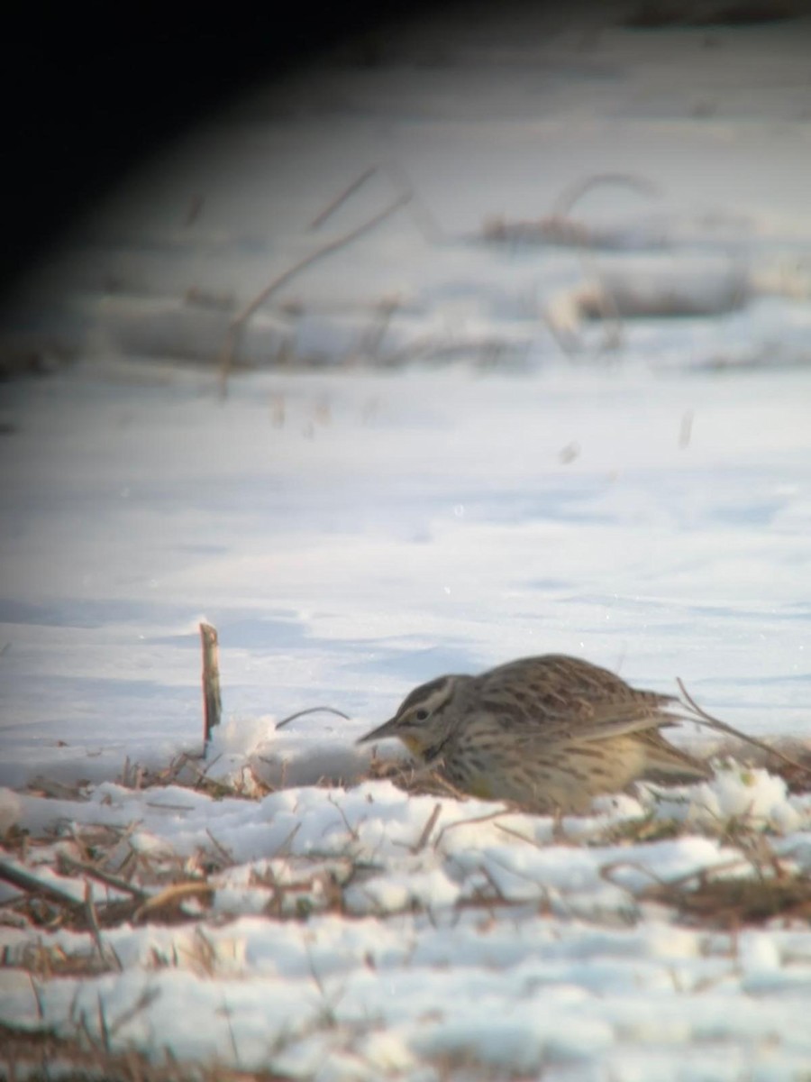Western Meadowlark - ML629769413