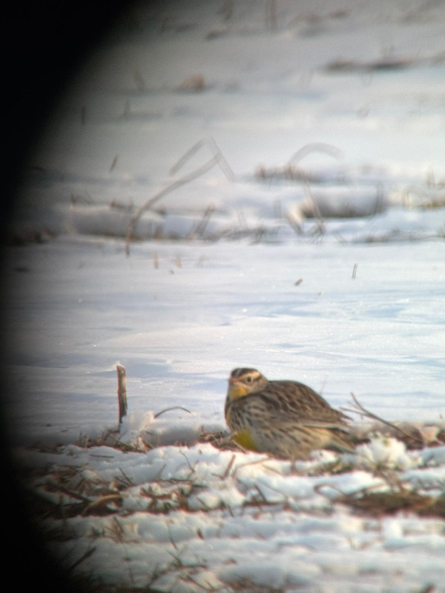 Western Meadowlark - ML629769414
