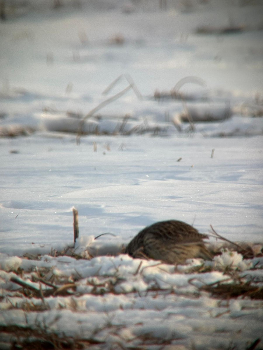 Western Meadowlark - ML629769415