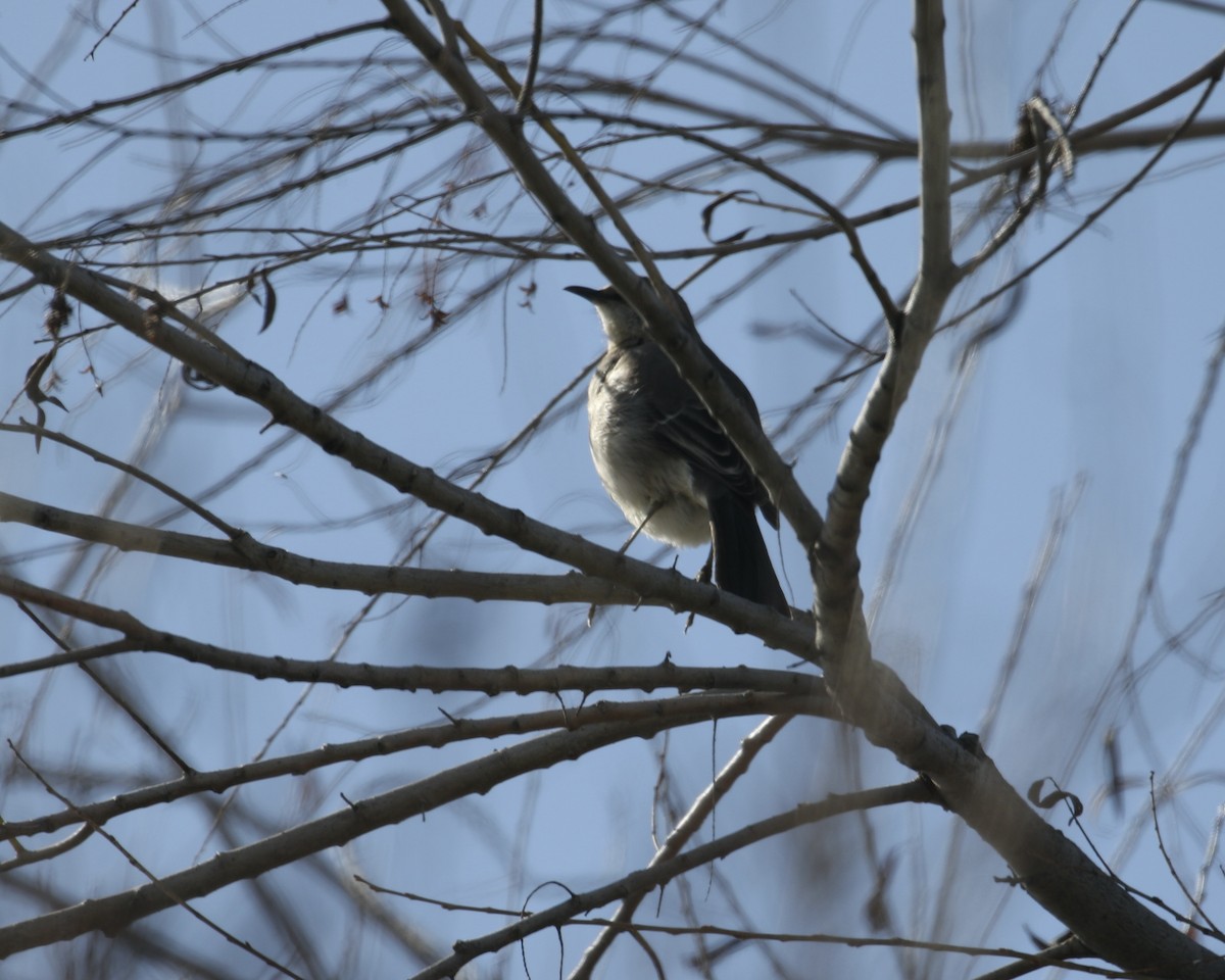 Northern Mockingbird - ML629769419