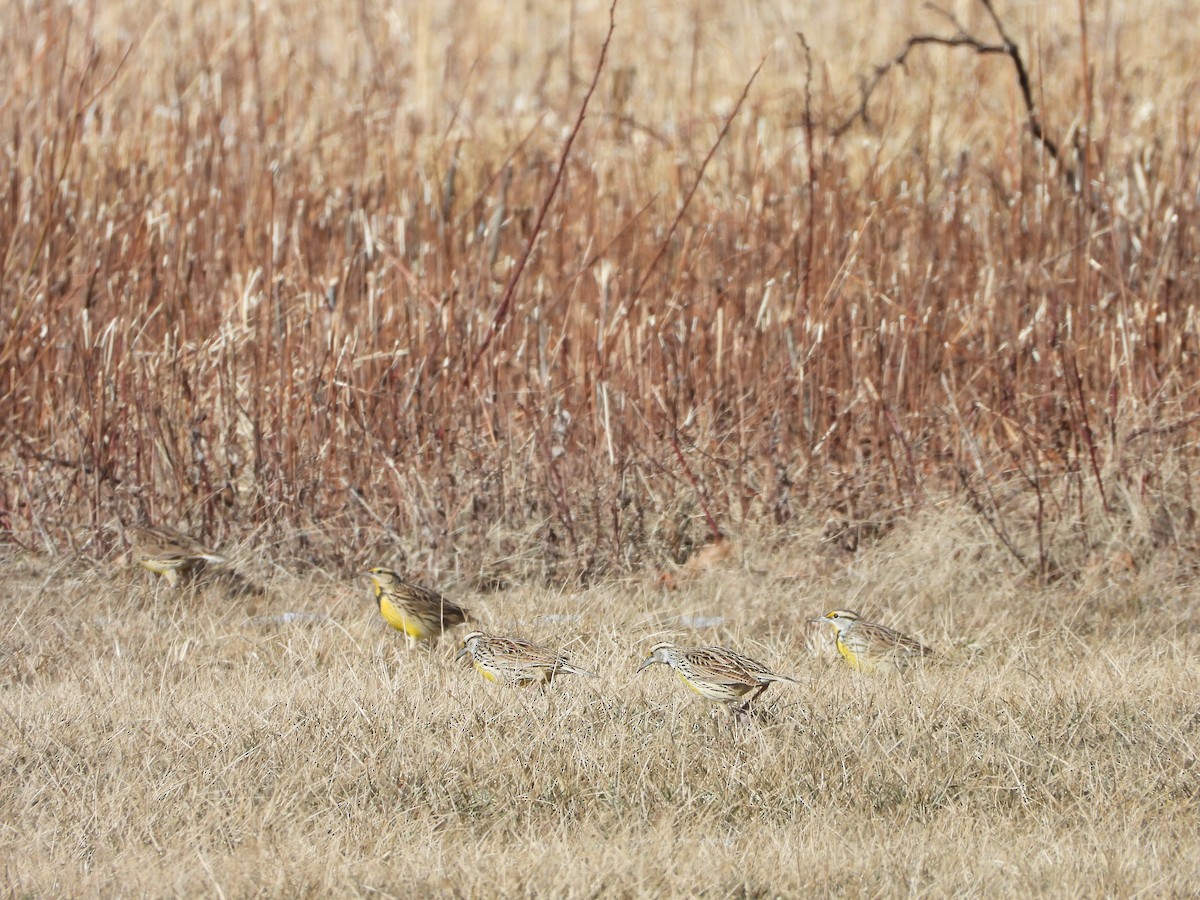 Eastern Meadowlark - ML629769421