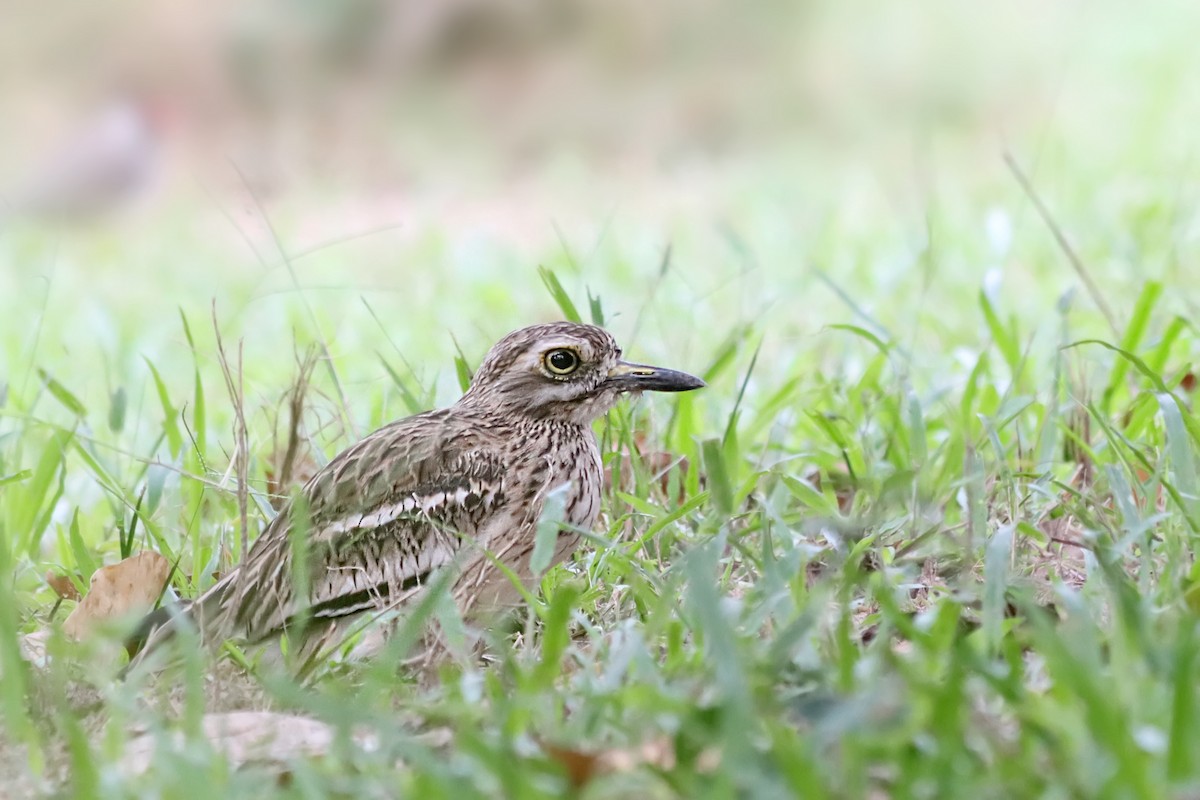 Indian Thick-knee - ML629769425