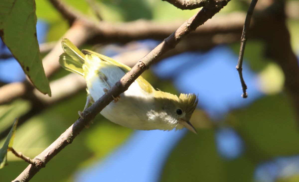White-bellied Erpornis - ML629769439
