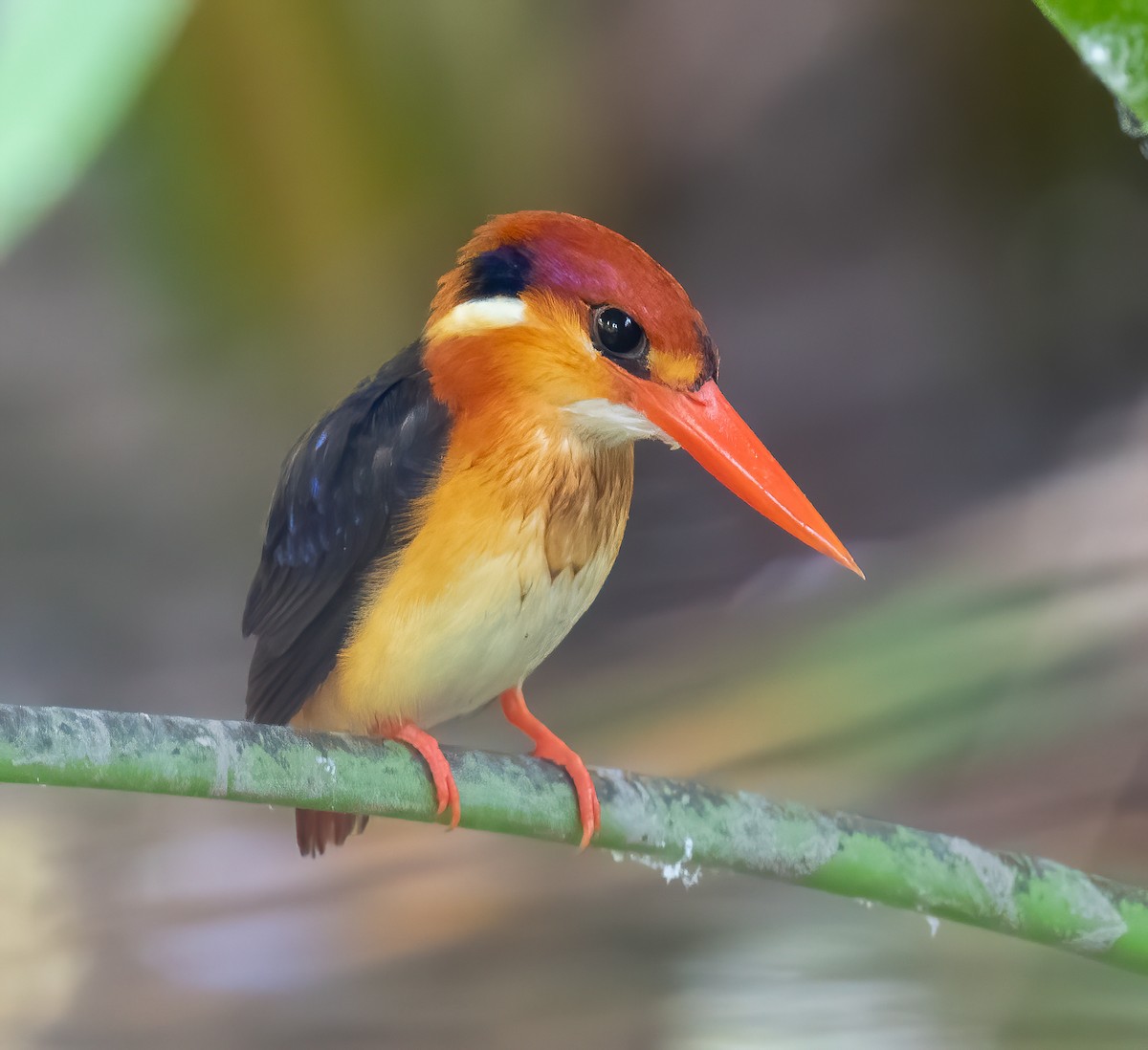 Black-backed Dwarf-Kingfisher - ML629769468