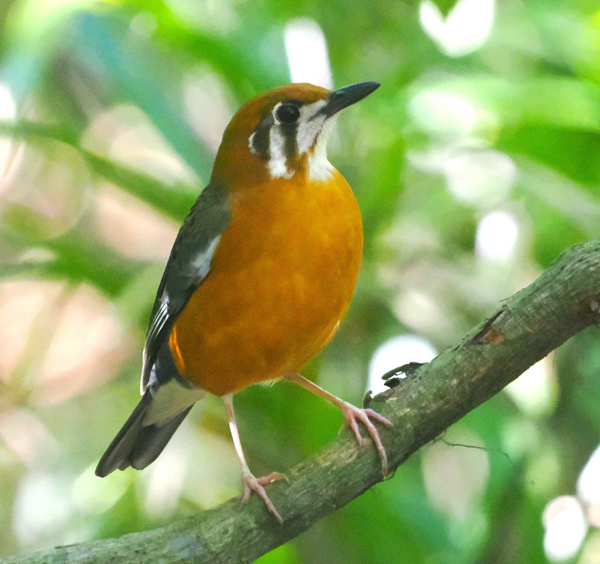 Orange-headed Thrush (White-throated) - ML629769471
