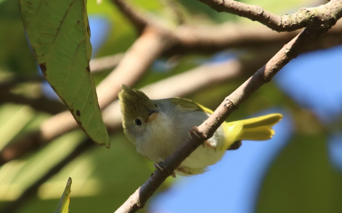 White-bellied Erpornis - ML629769472