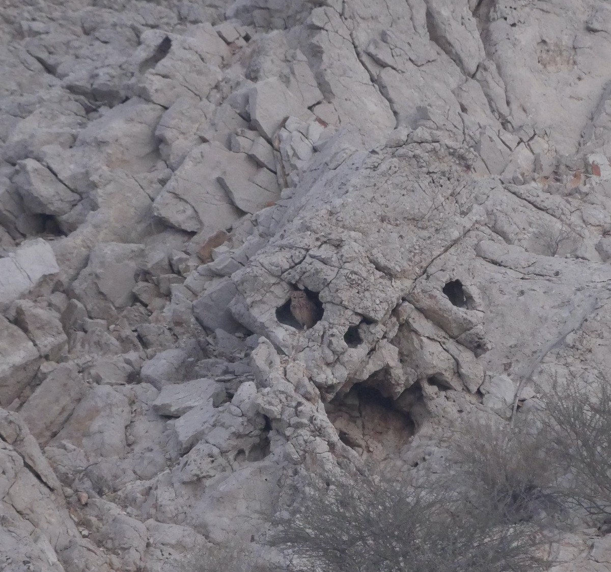 Pharaoh Eagle-Owl - ML629769534