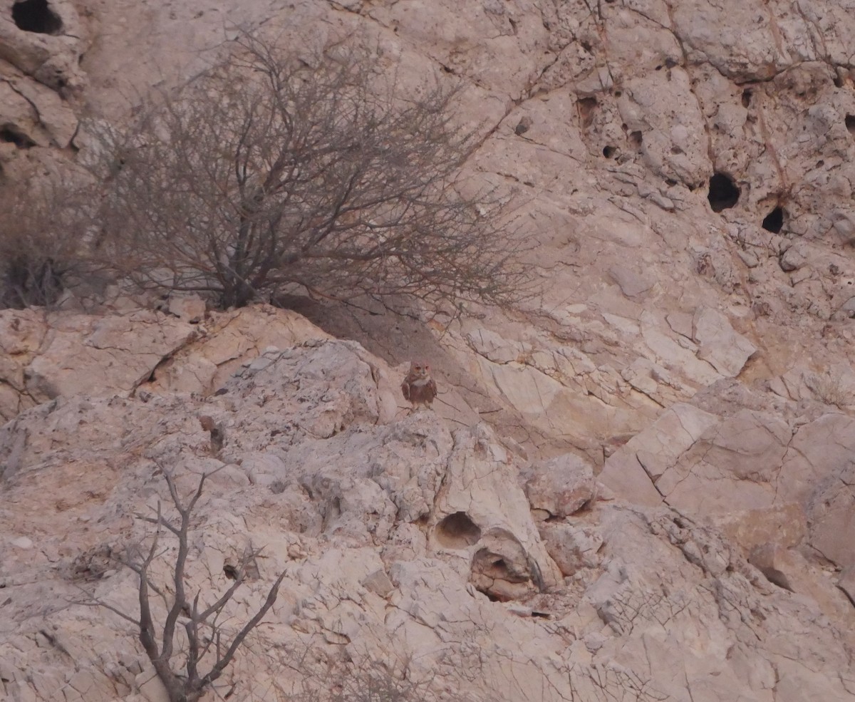 Pharaoh Eagle-Owl - ML629769538