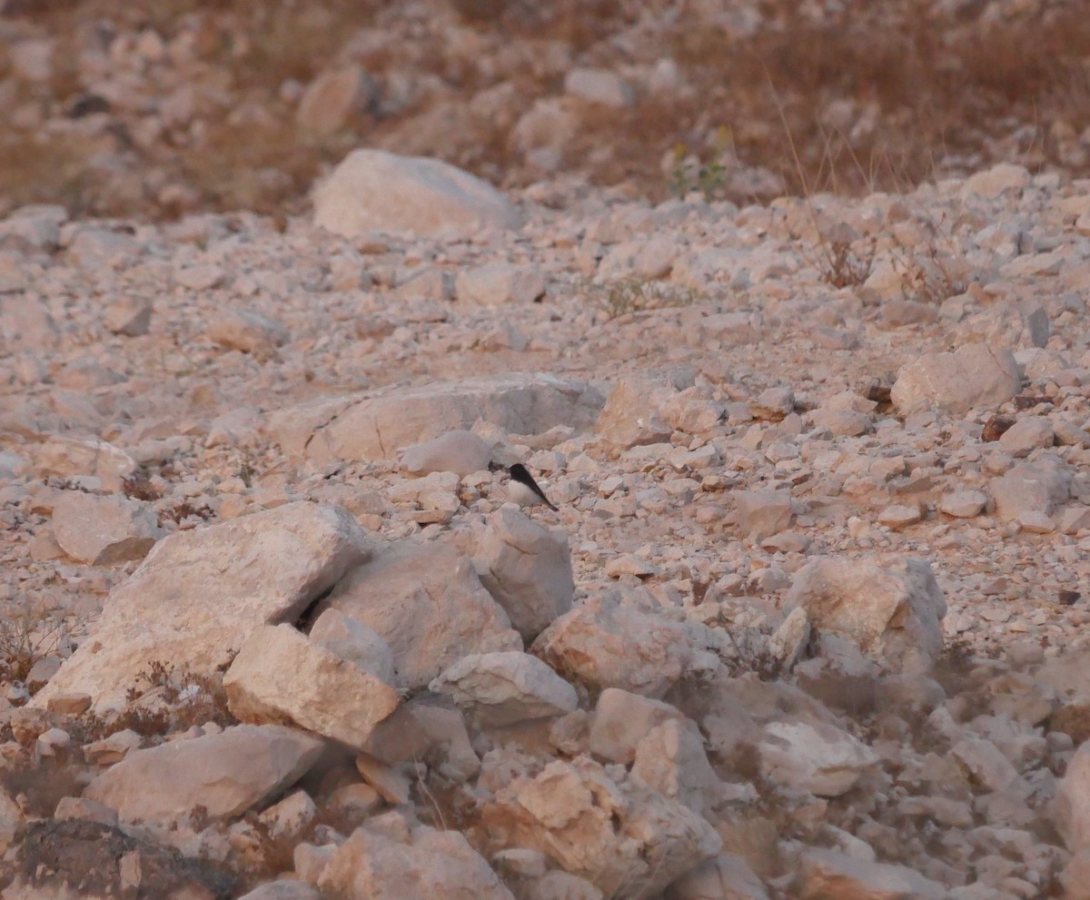 Hume's Wheatear - ML629769562