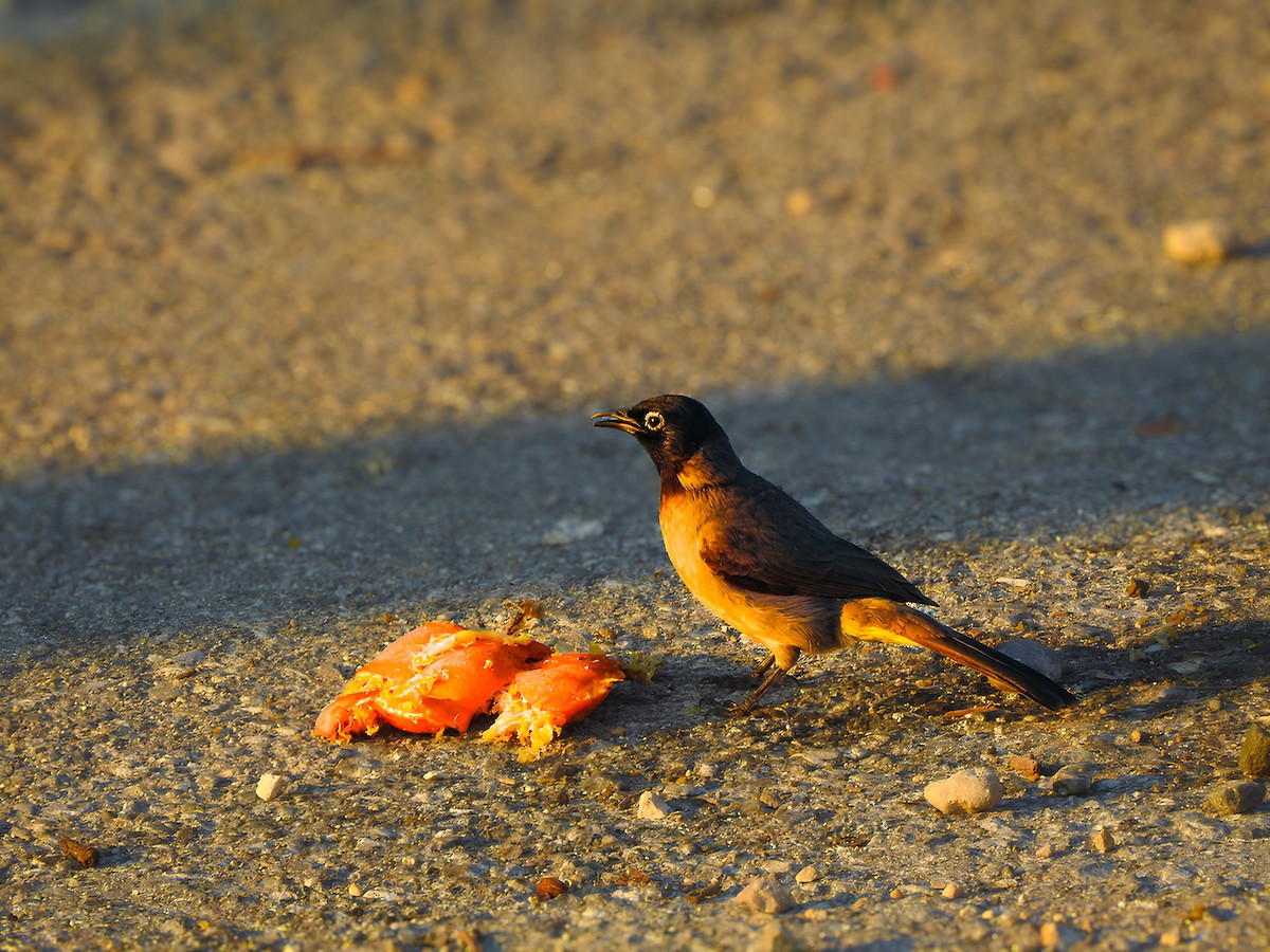 Bulbul Árabe - ML629769565