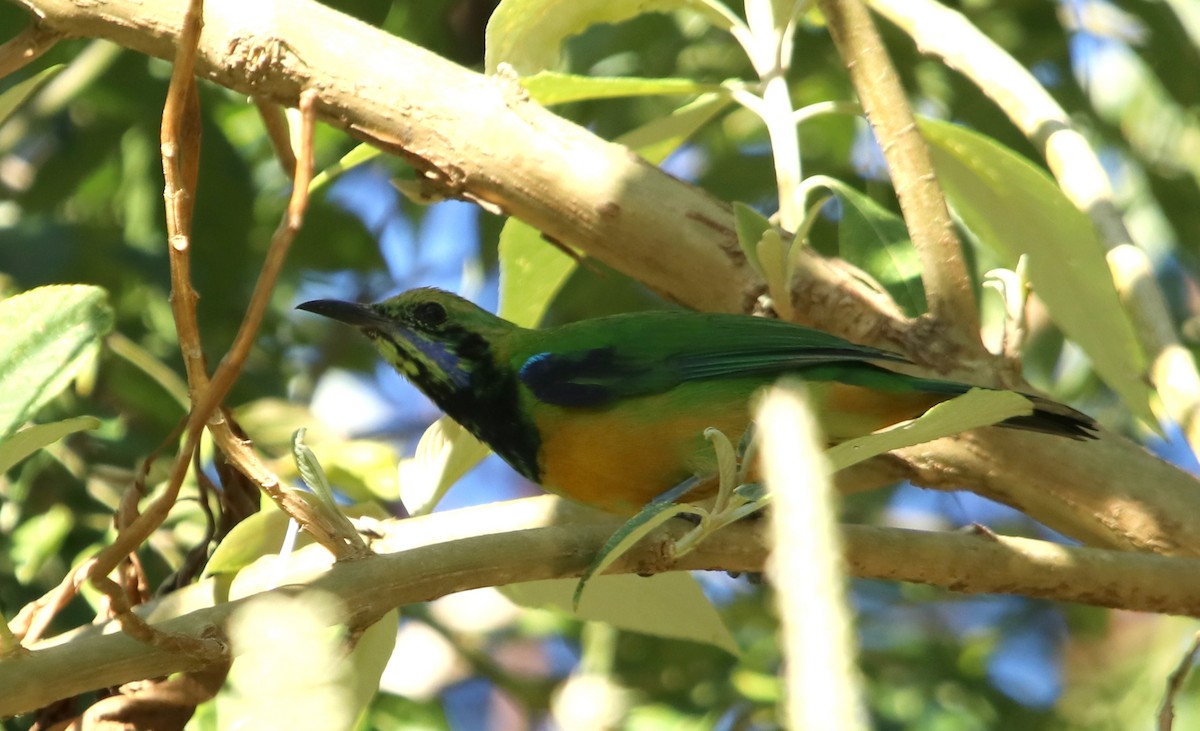 sýkavka oranžovobřichá - ML629769571