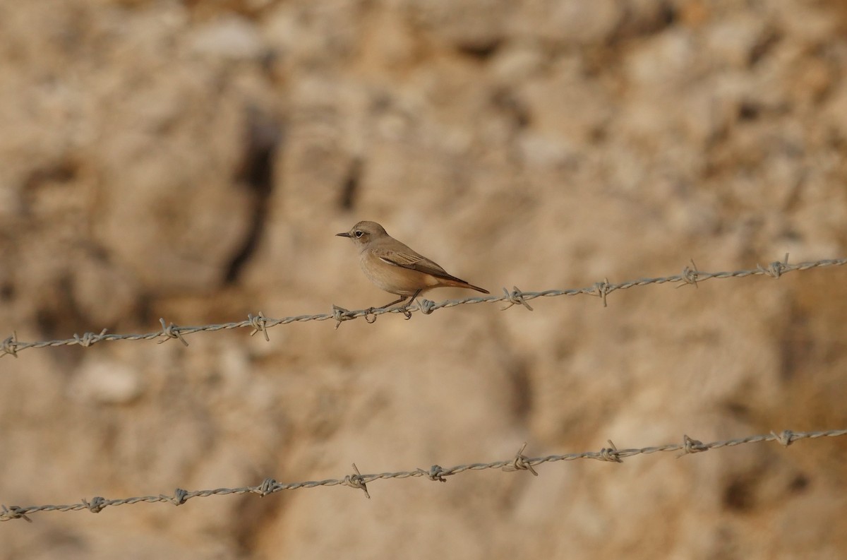 Persian Wheatear - ML629769581