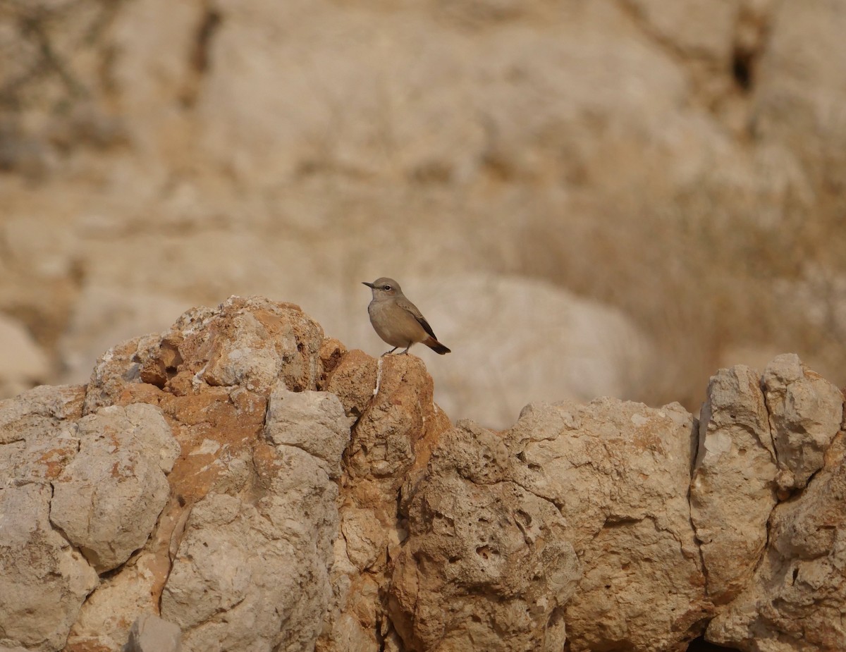 Persian Wheatear - ML629769582