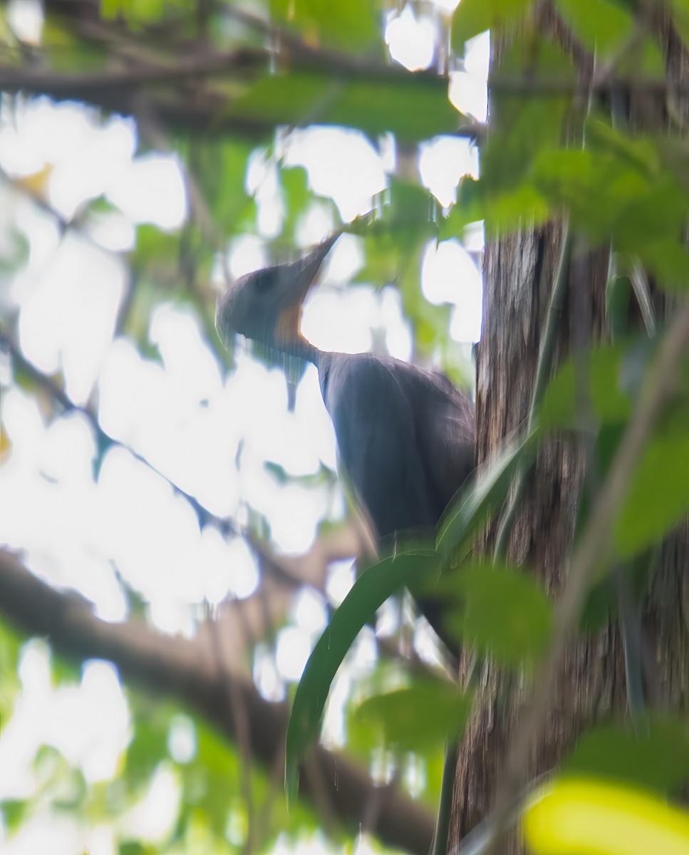 Great Slaty Woodpecker - ML629769590
