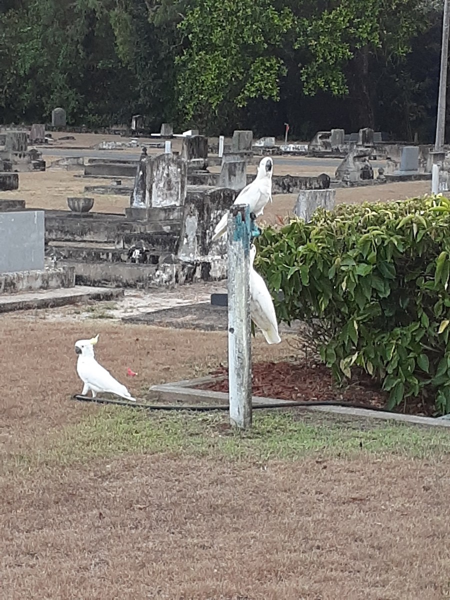 Sulphur-crested Cockatoo - ML629769599