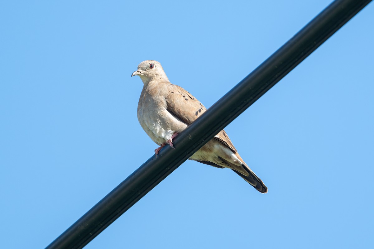 Ruddy Ground Dove - ML629769683