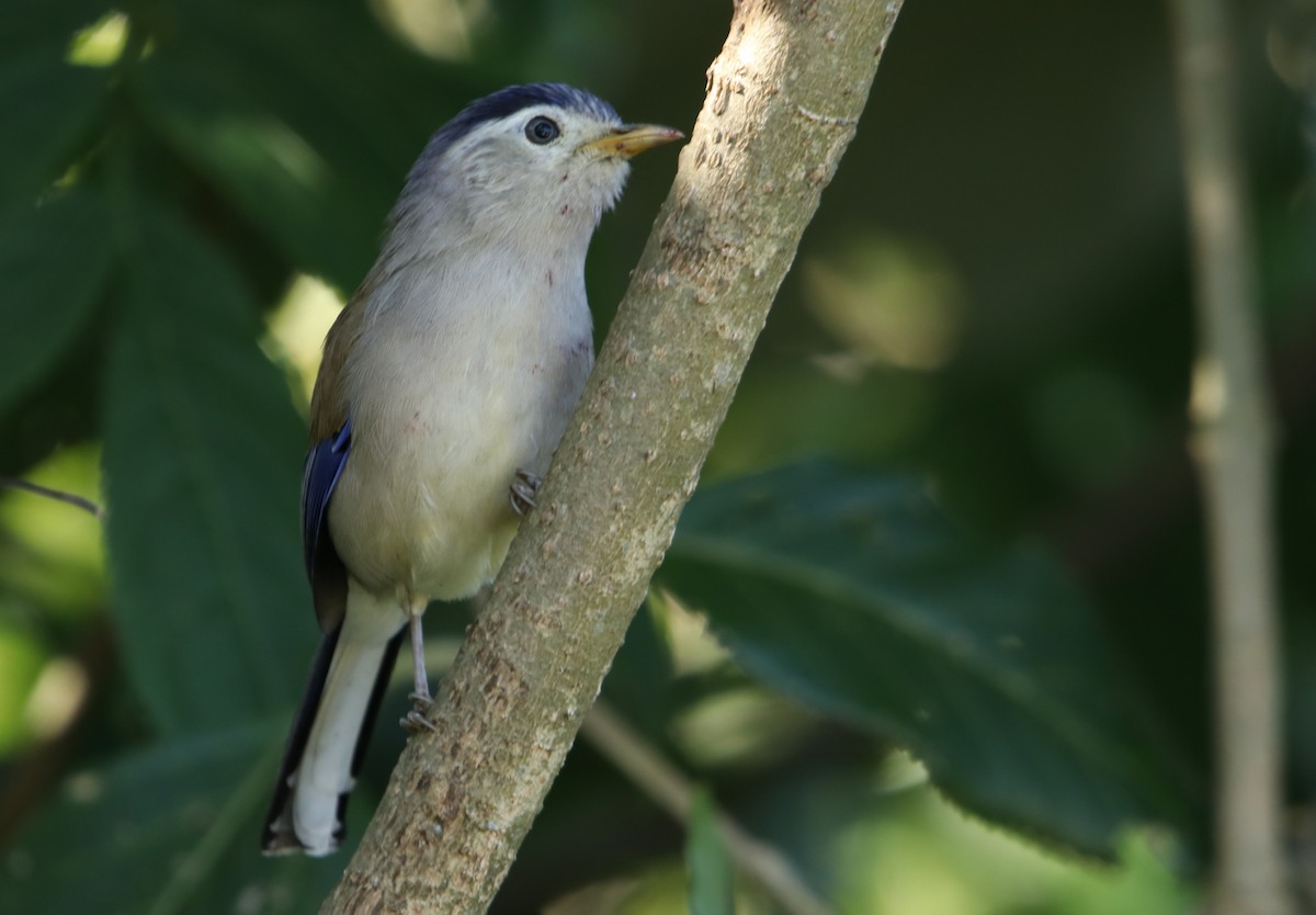 Blue-winged Minla - ML629769690