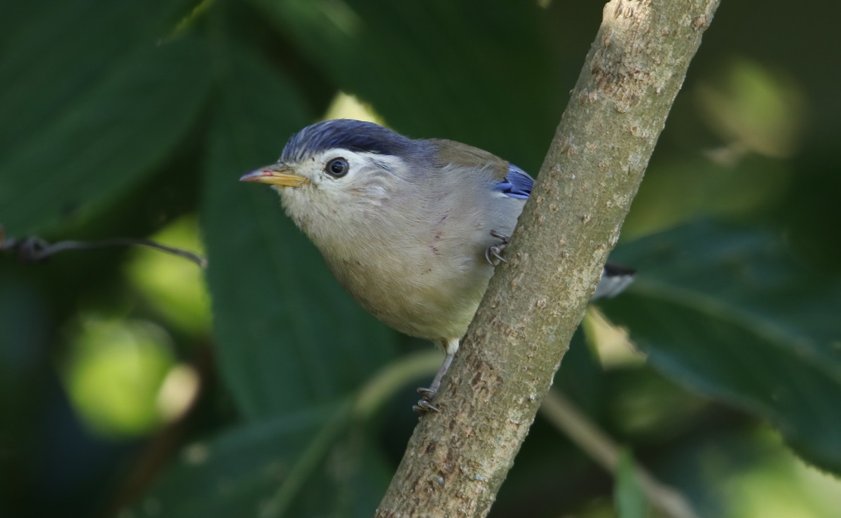 Blue-winged Minla - ML629769705