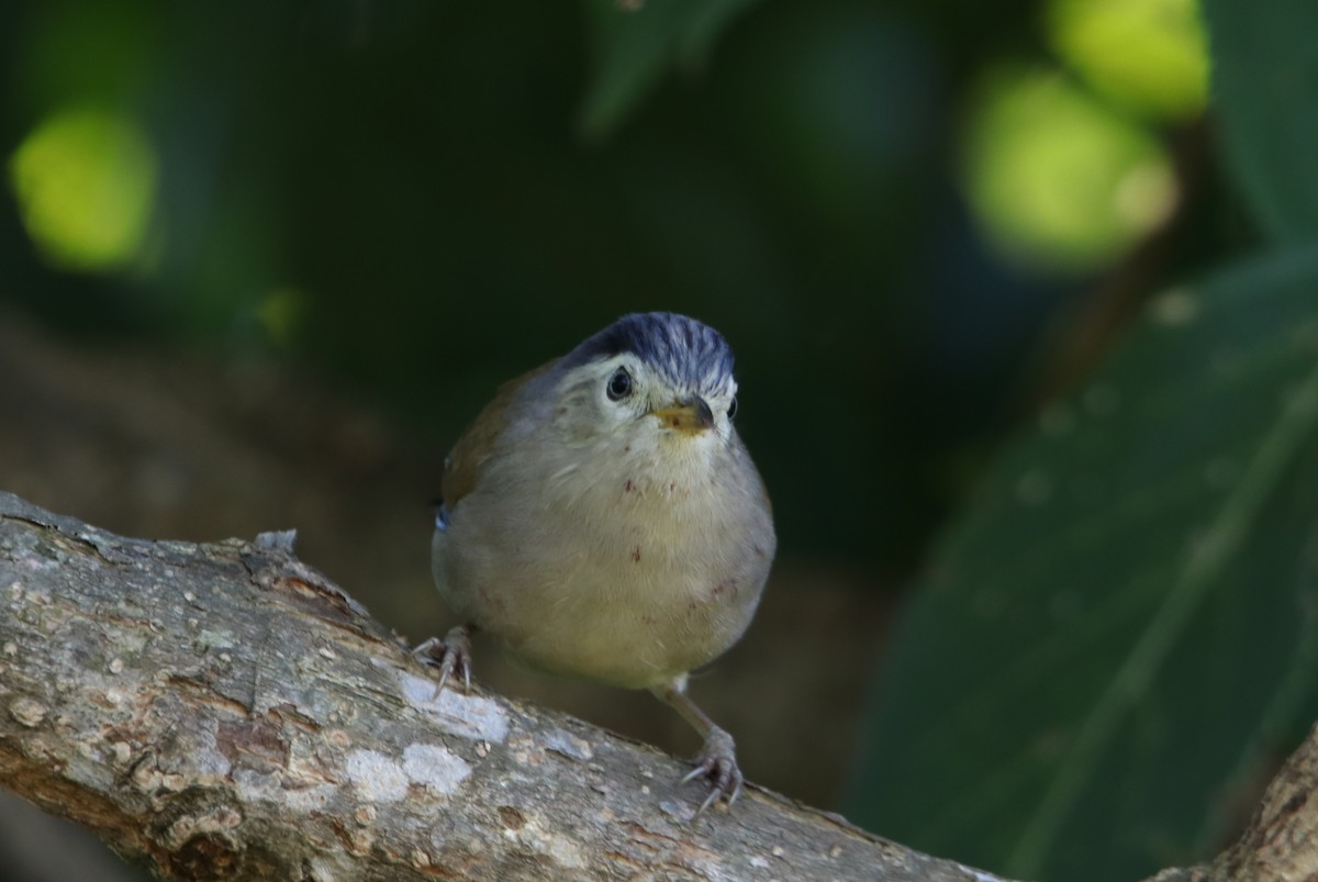 Blue-winged Minla - ML629769752