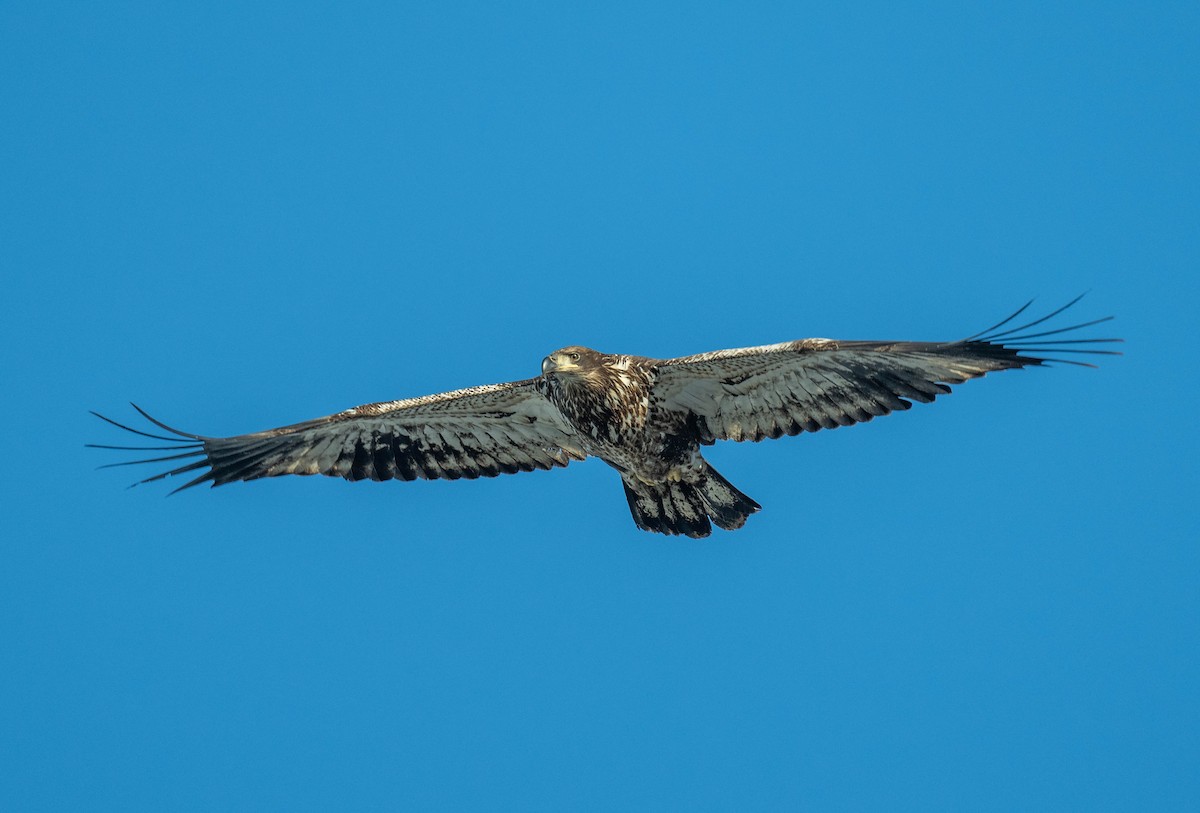 orel bělohlavý - ML629769807