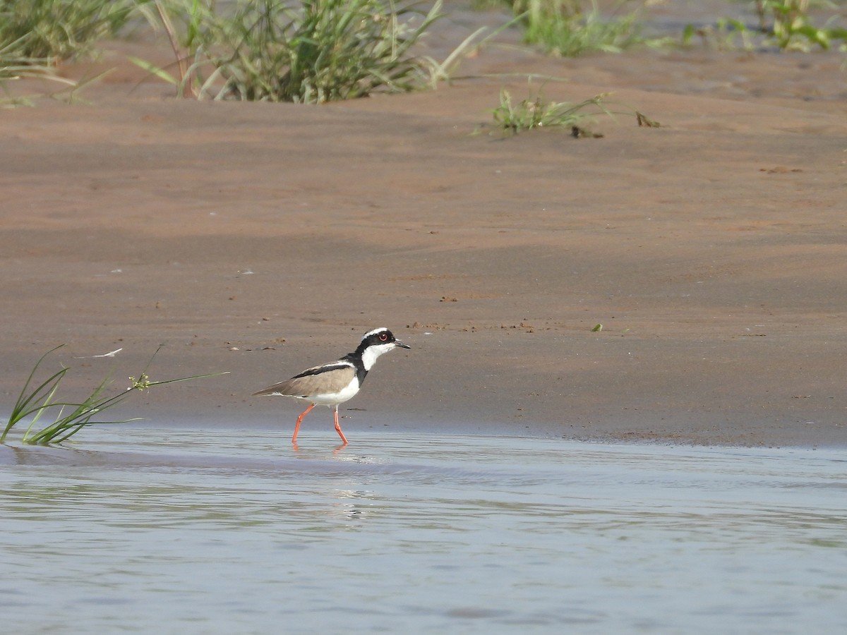 Pied Plover - ML629769854