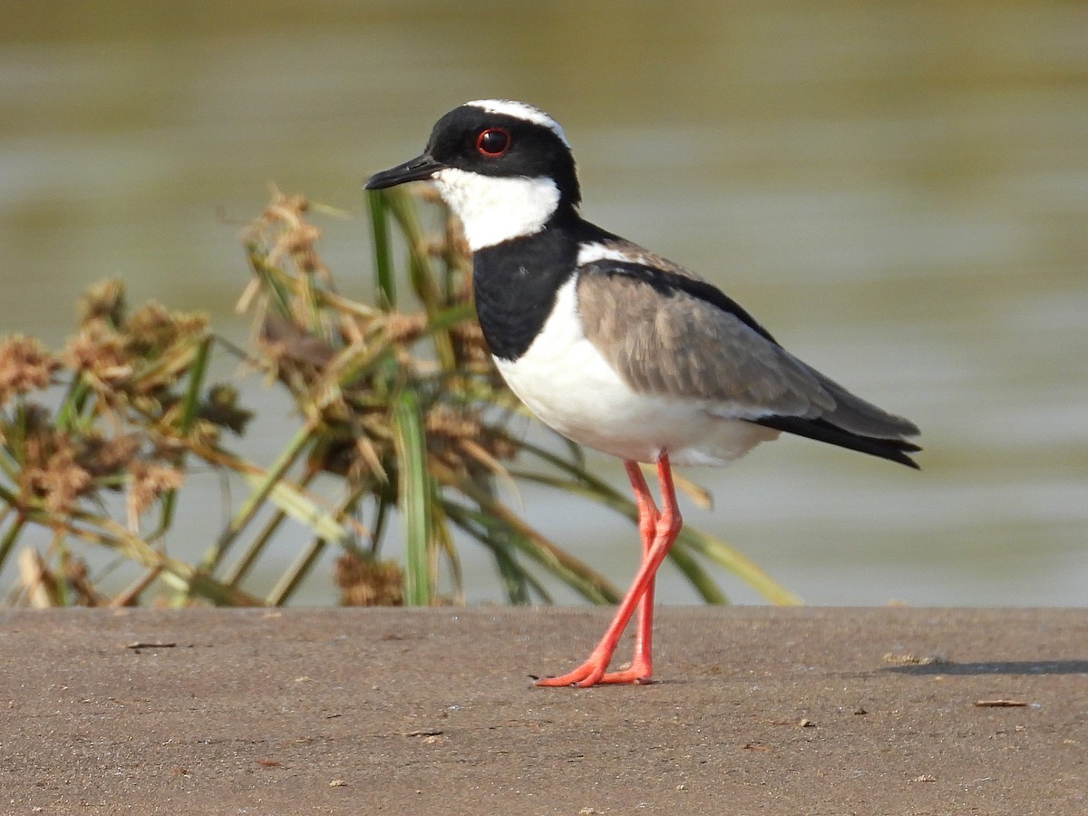 Pied Plover - ML629769855