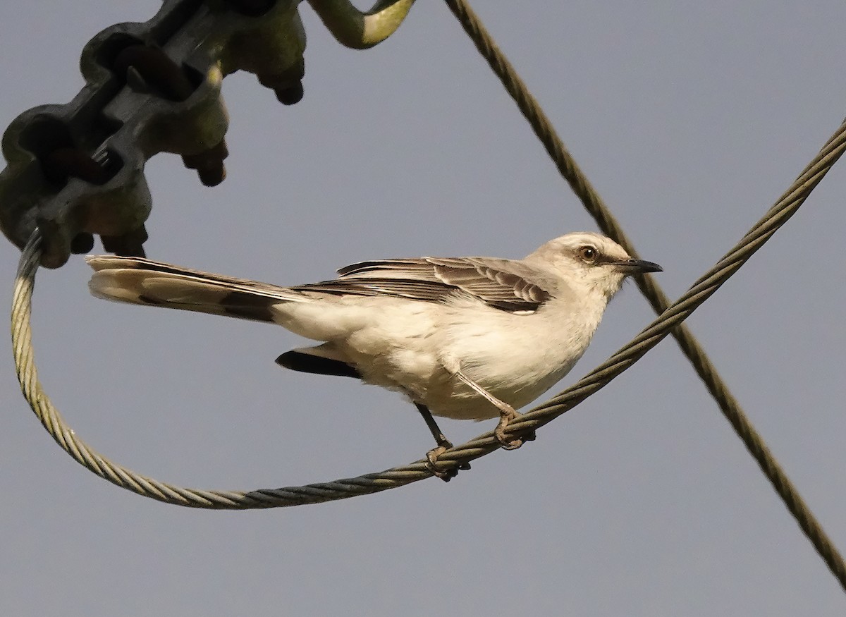 Tropical Mockingbird - ML629769978