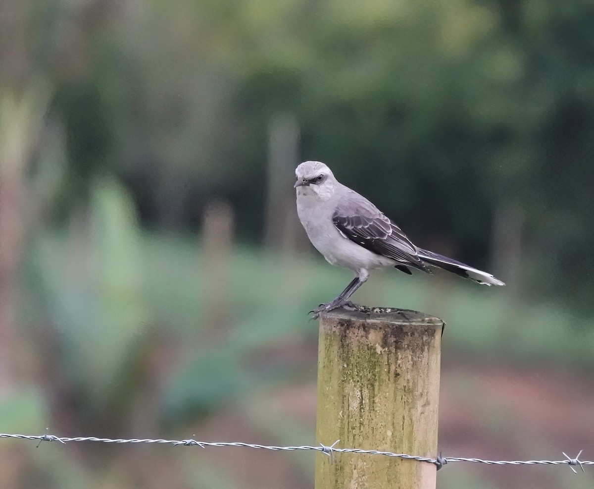 Tropical Mockingbird - ML629770018