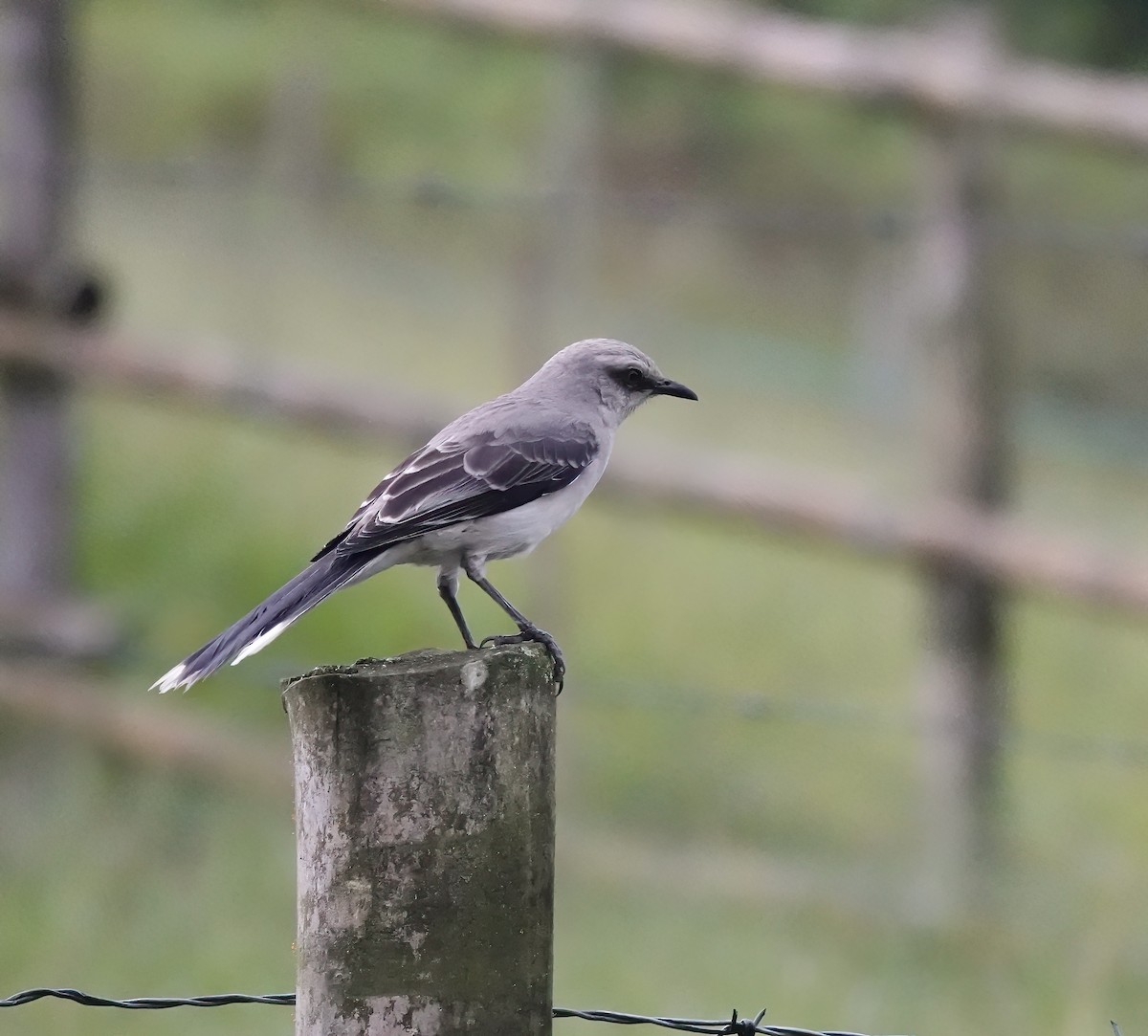 Tropical Mockingbird - ML629770019