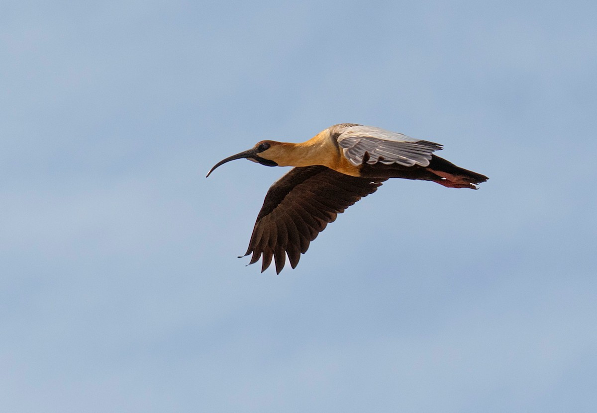 Black-faced Ibis - ML629770370
