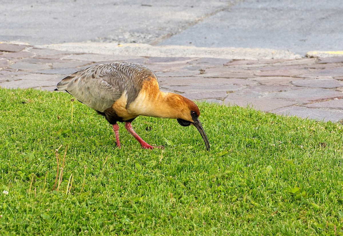 Black-faced Ibis - ML629770372